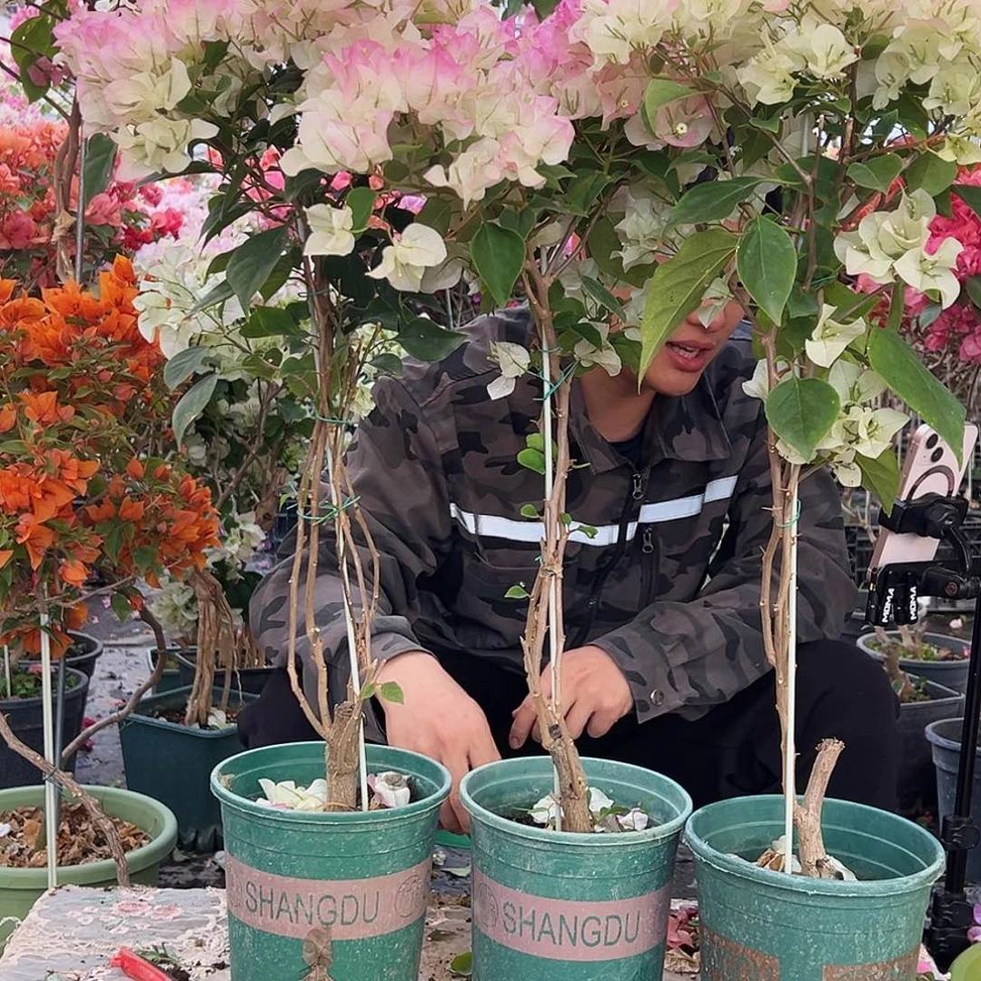 大部分花苞少量开放绿樱棒棒糖带竹一棵