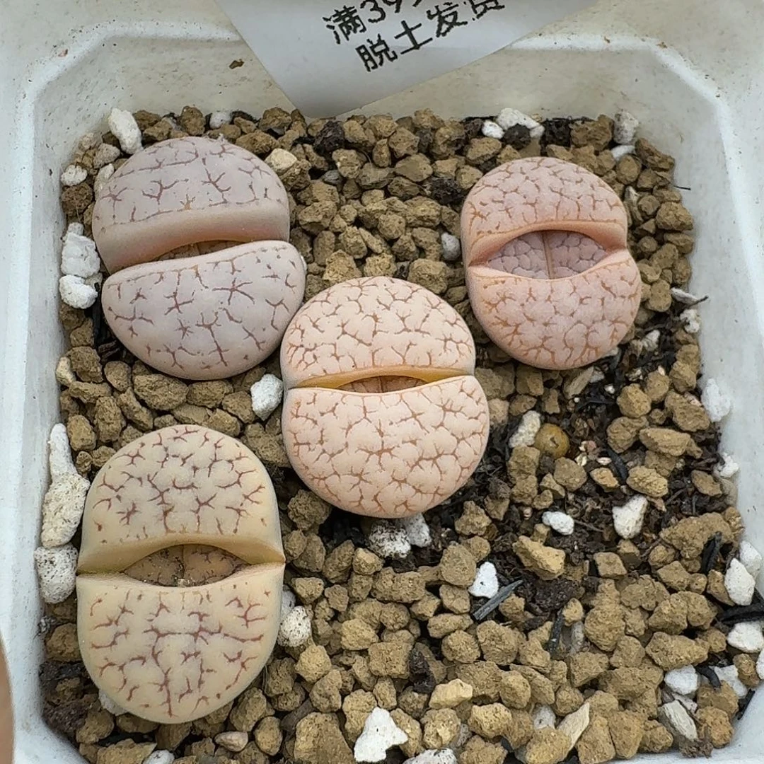 7多肉哈哈给哥哥哈哈