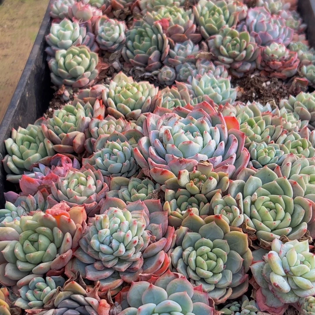 356多肉葡萄的味道是