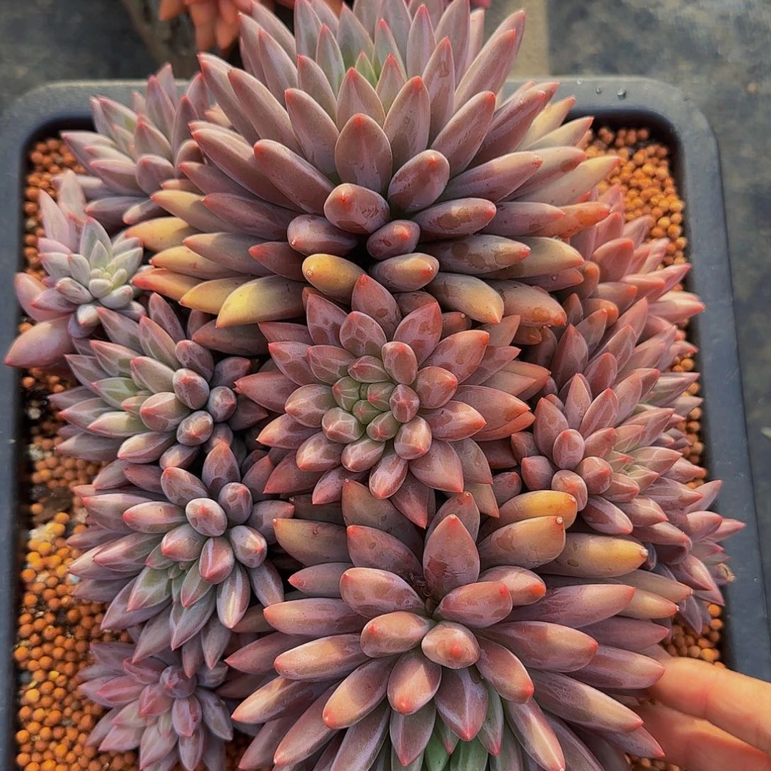 *****哦哦哦呜呜呜呀wwwwwwwwwma