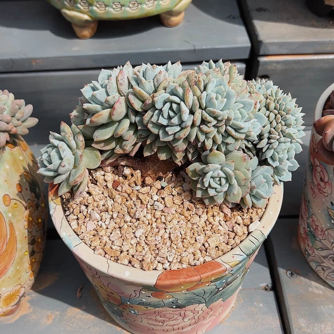 6-14-22戴露露缀化