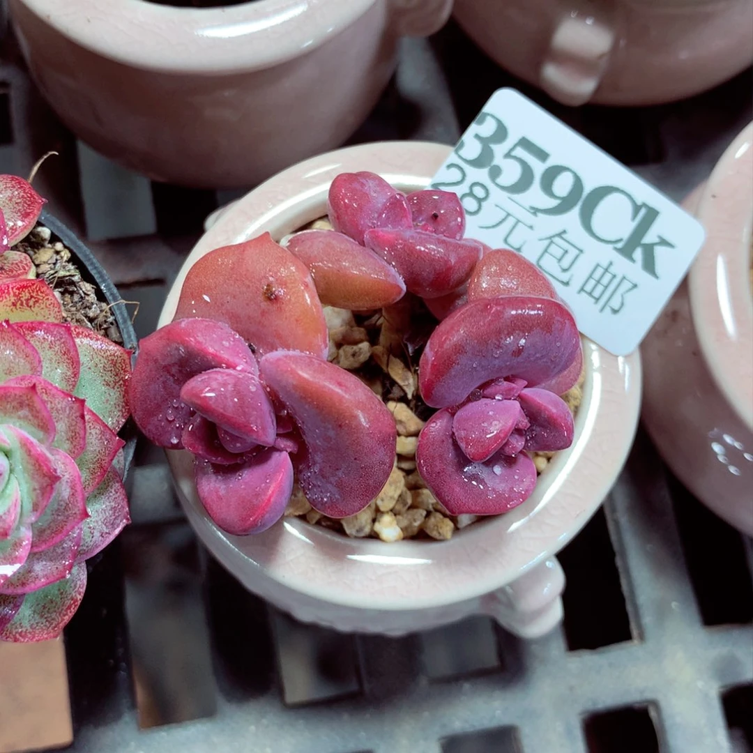 5厘米盆精控多肉359