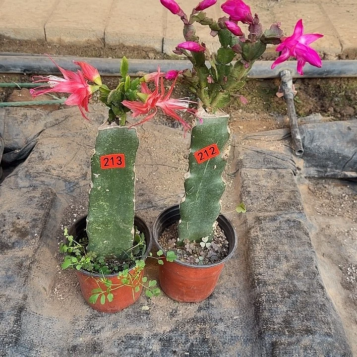 212+213嫁接蟹爪兰：索菲亚+紫色