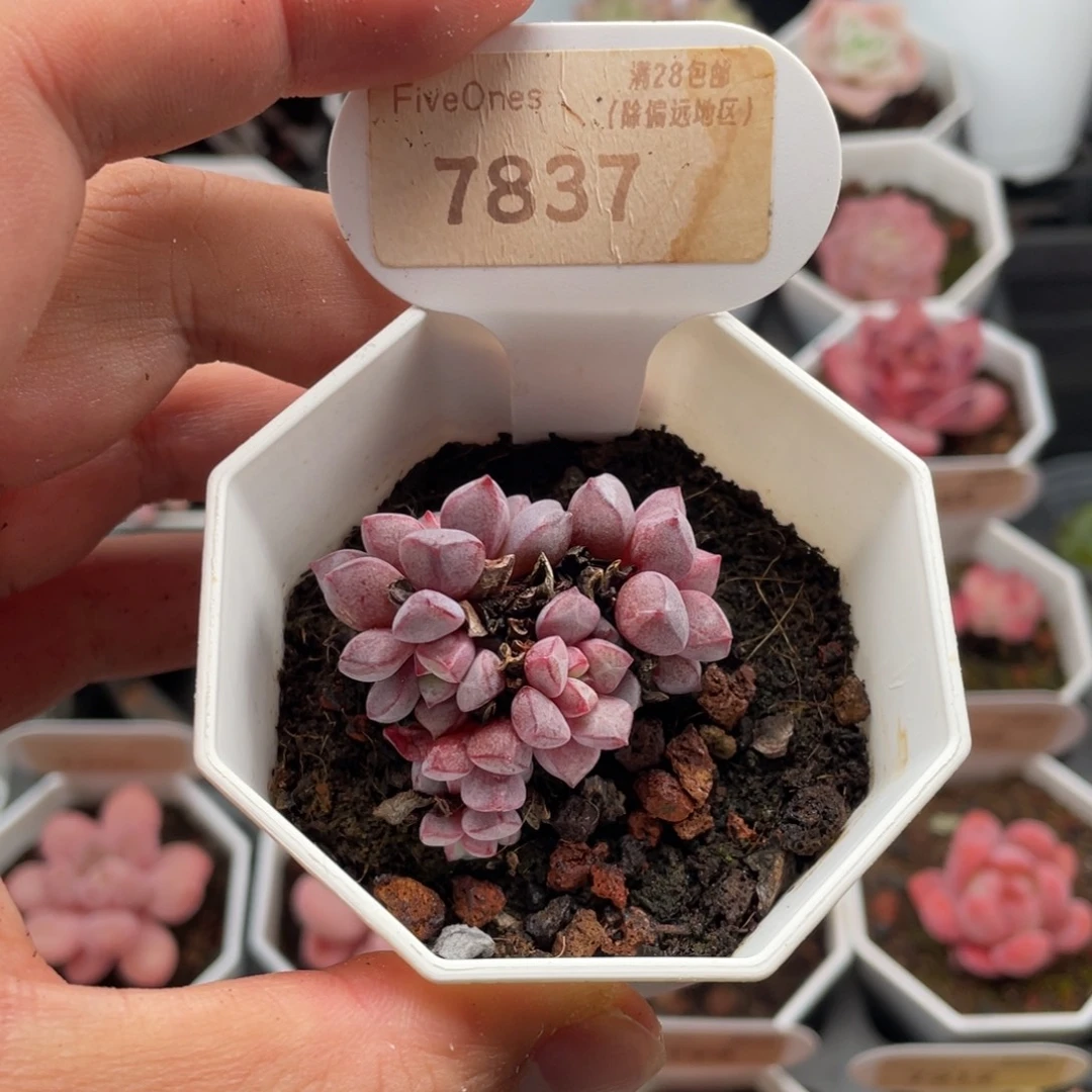 蓝宝石7837-4.5厘米