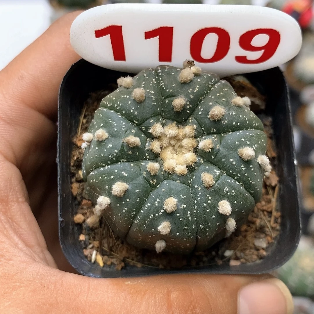 1109福利特价来了打
