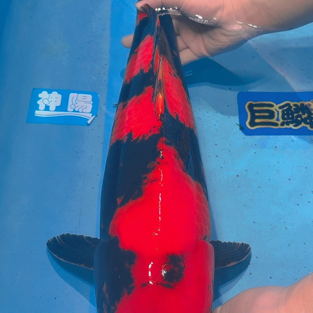 锦鲤佻田飞写锦鲤一条
