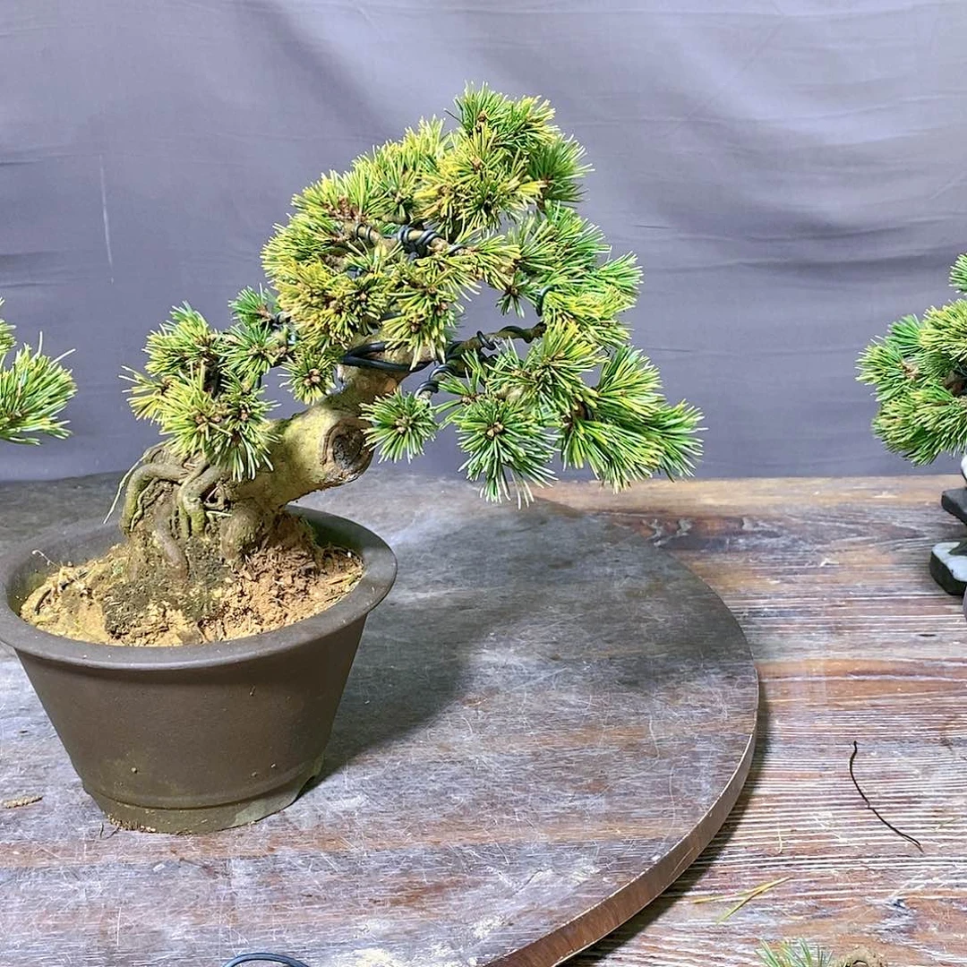 【闪购商品】无花朵