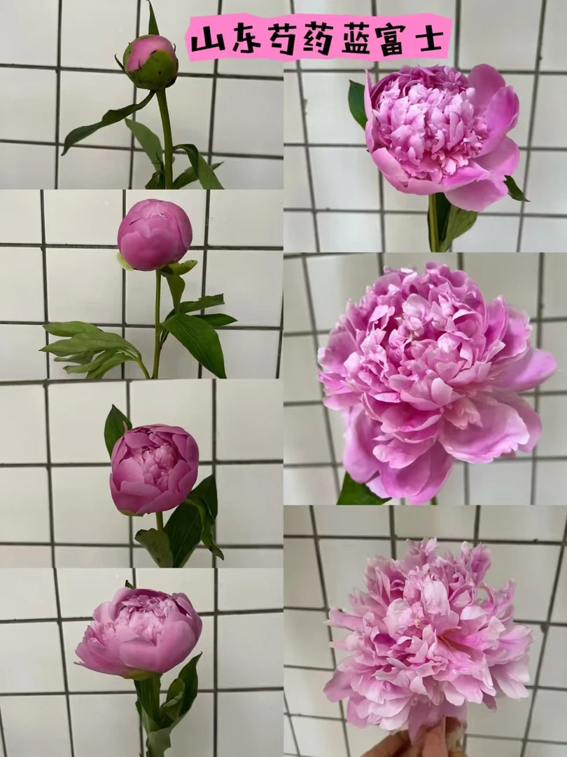 山东重瓣芍药  蓝富士/晴雯/雪原红星/巴茨拉/粉领红花/雪山紫玉