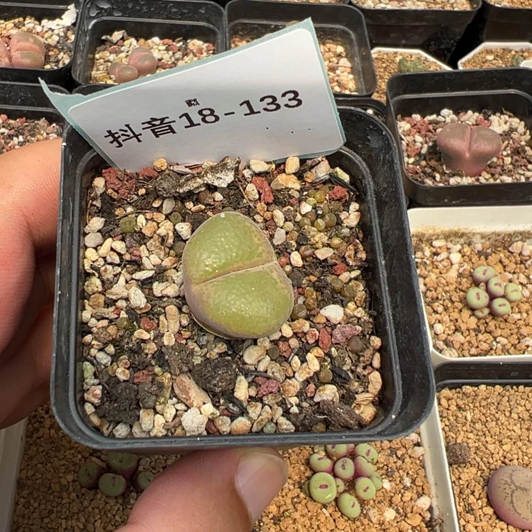 (****佩18-133肉锥多肉植物，