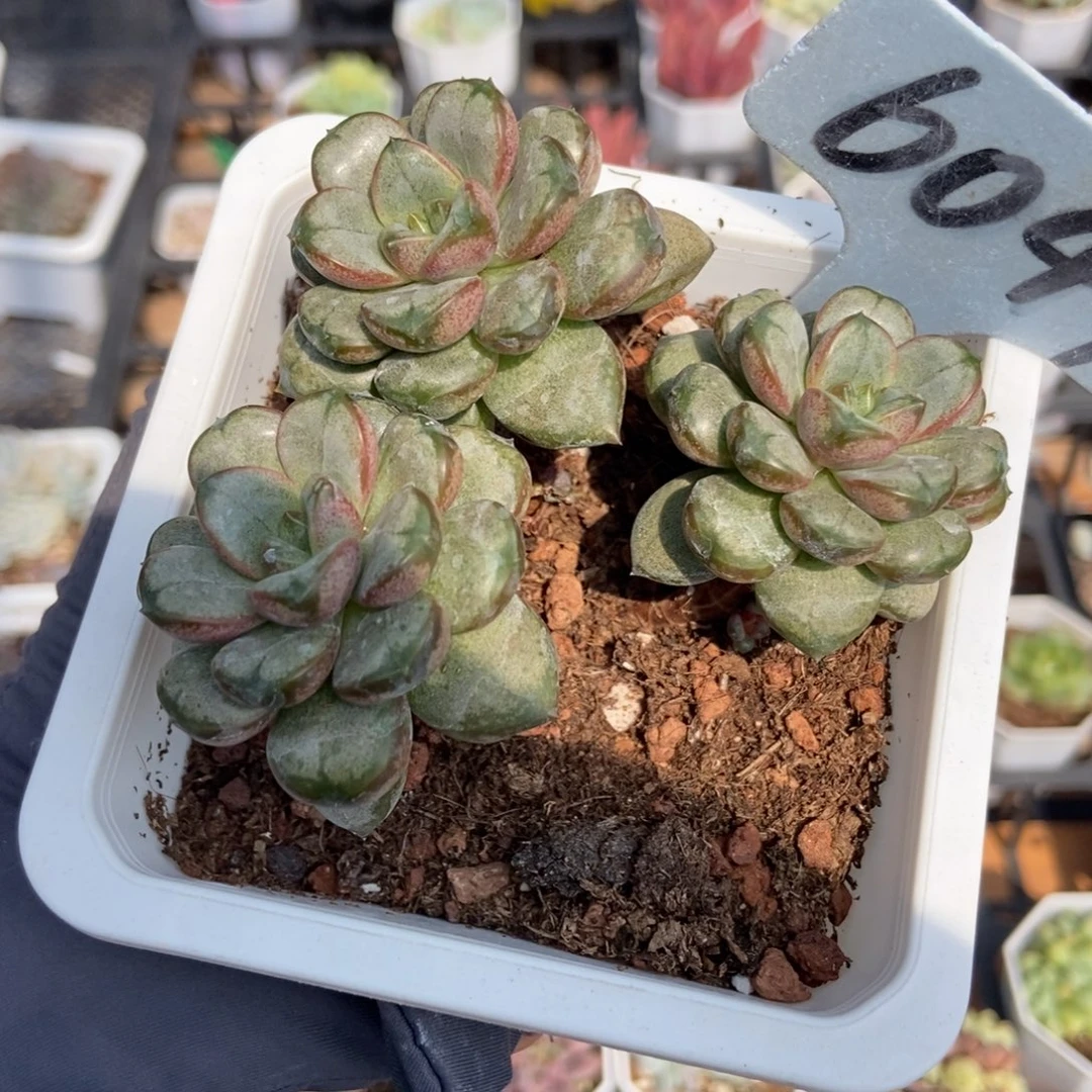 6047葡萄多肉植物