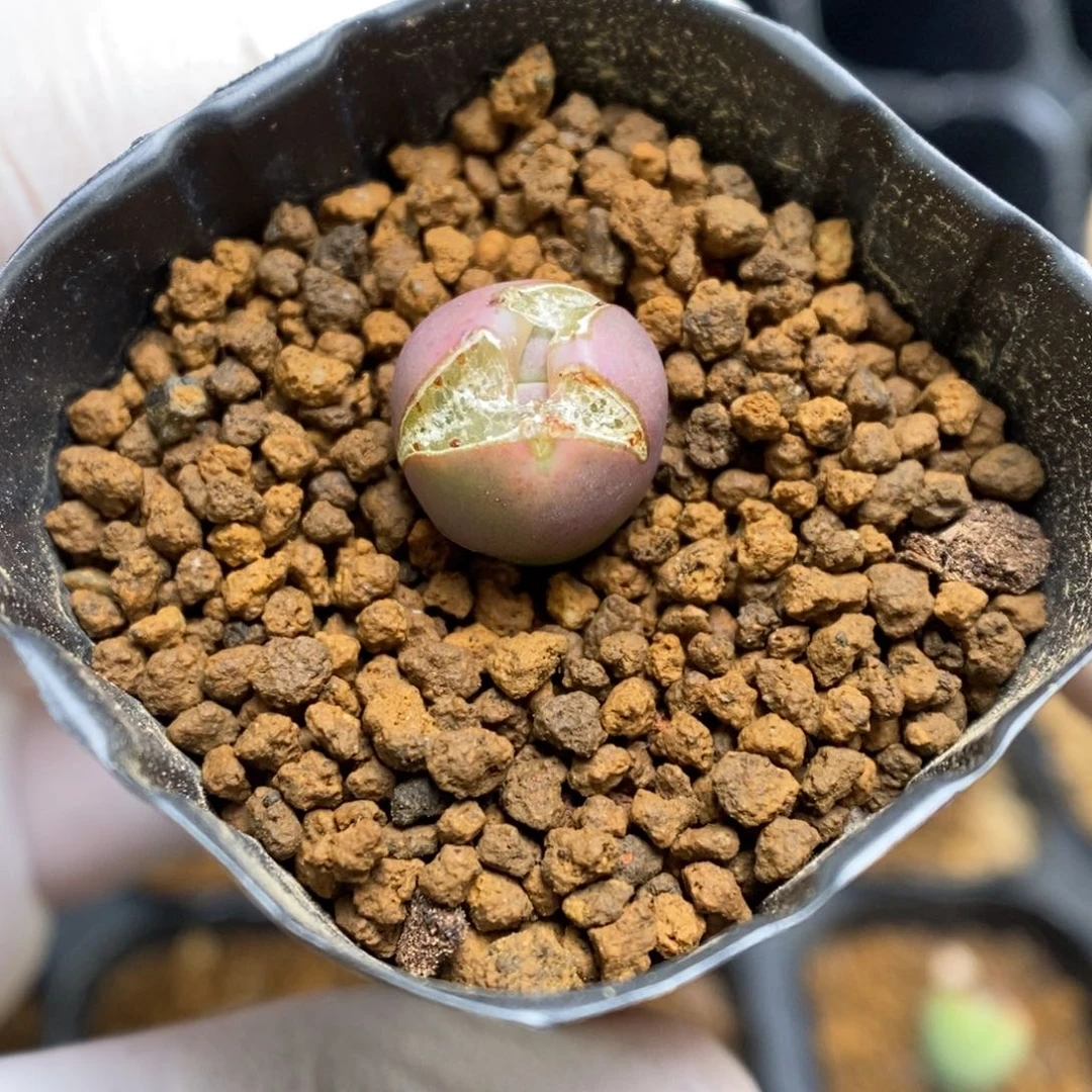 多肉植物肉锥杂交K-4456