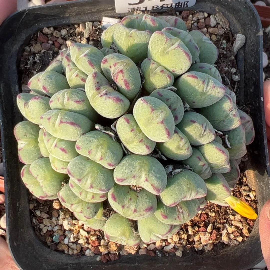 【闪购商品】343……