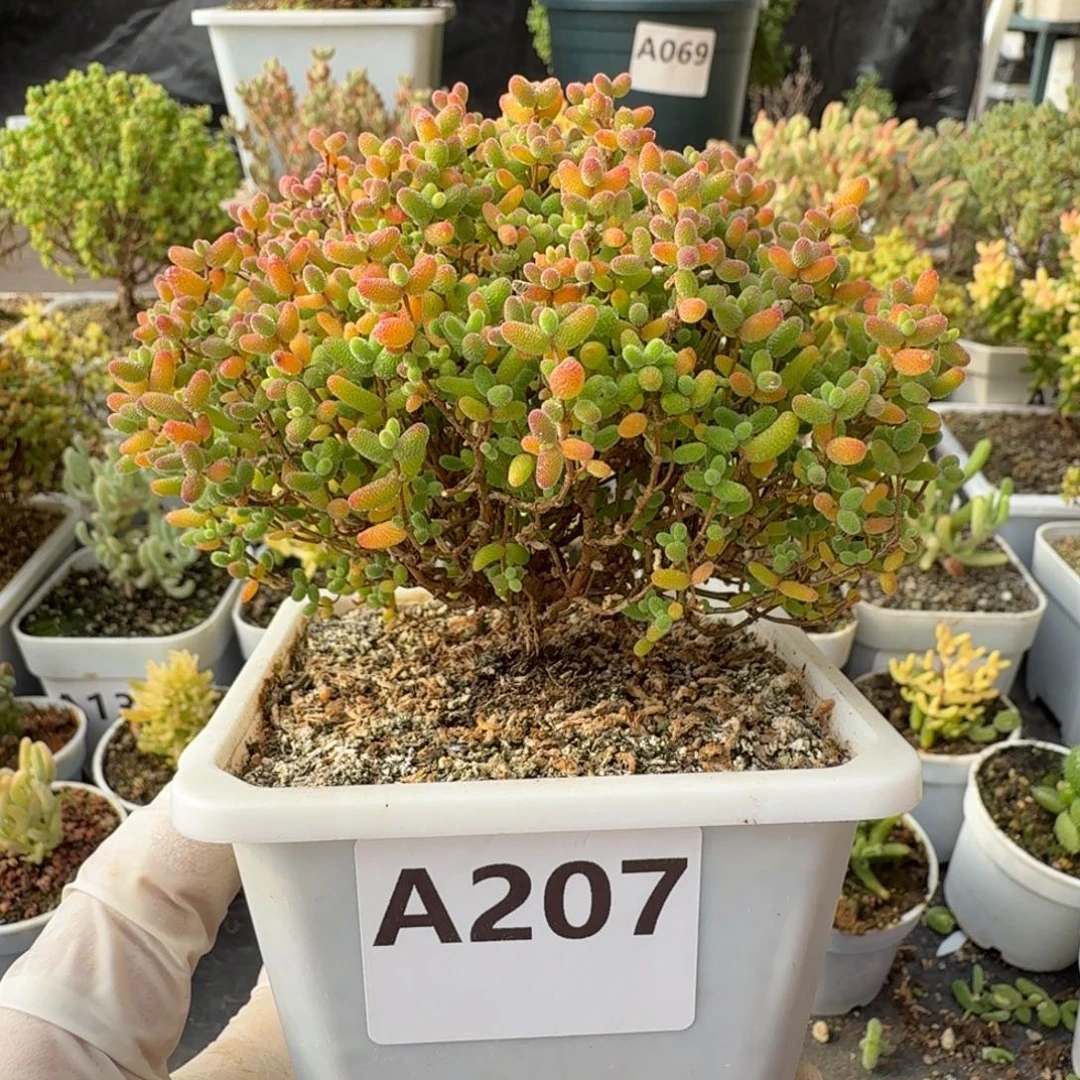 A207蜜橘糖球枝干