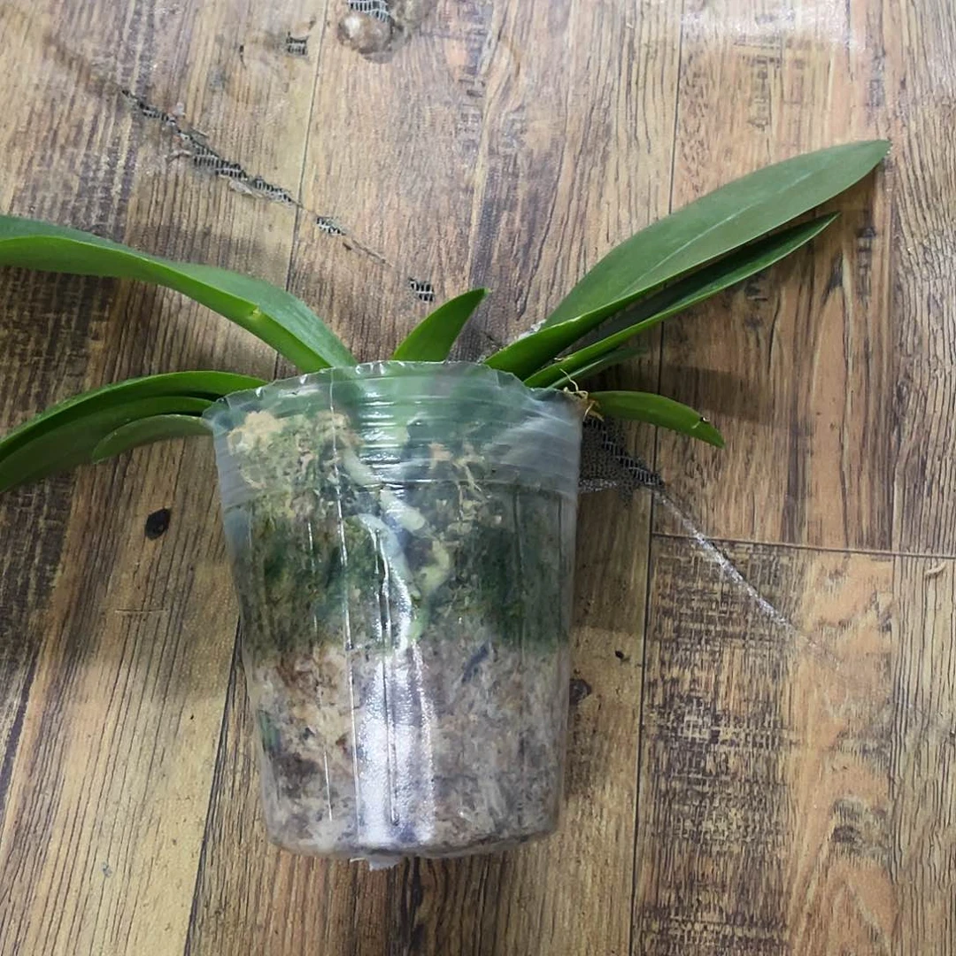 当前无花栽培后可以开花紫玉铃铛3.5不带剑