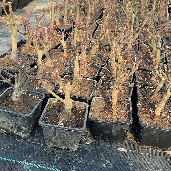 完全开放枫树出星星