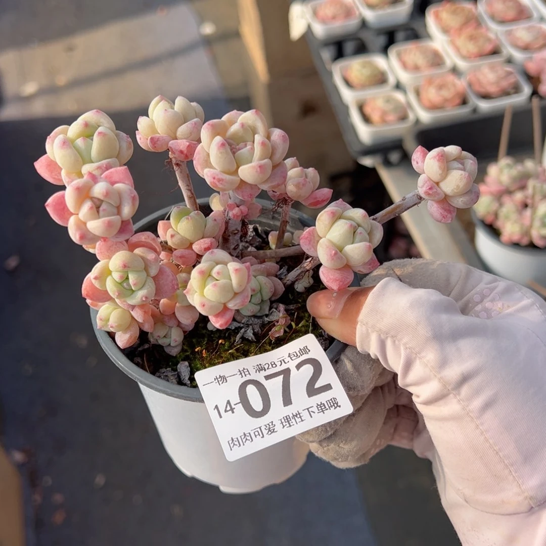 粉香水多肉多肉多肉多肉