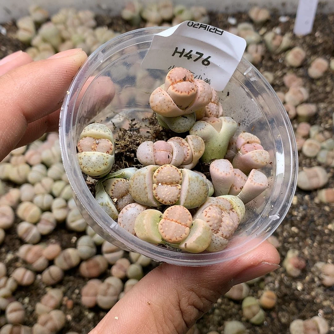 ?**?H476多肉植物保护研究所