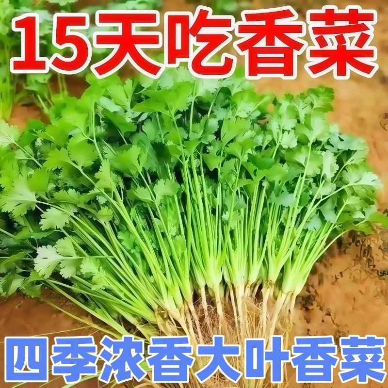 大叶香菜种子四季大叶香菜花盆菜园可种速生免破壳香菜种子