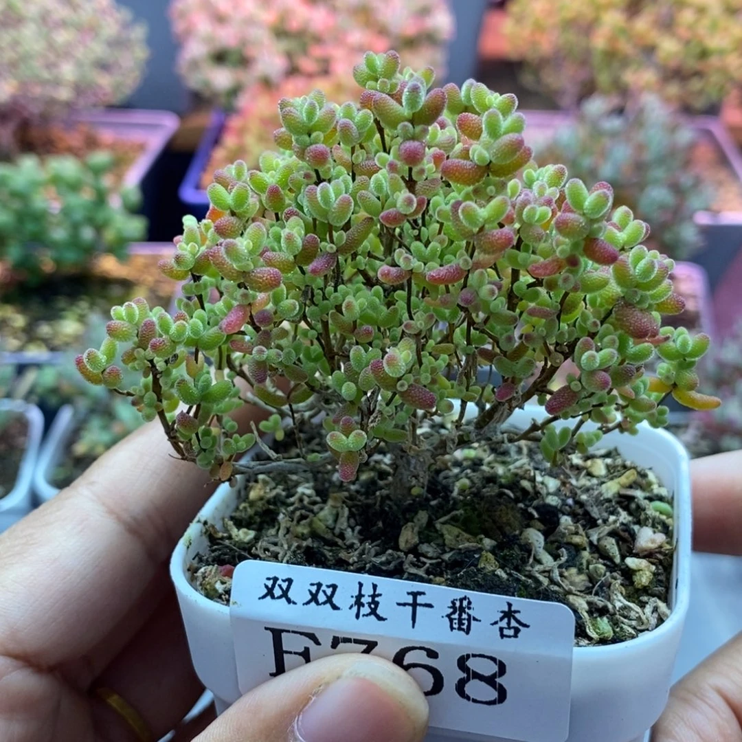 768蜜橘。