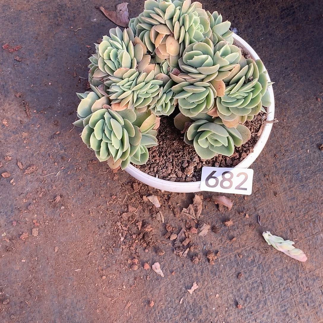 682 一物一拍多肉