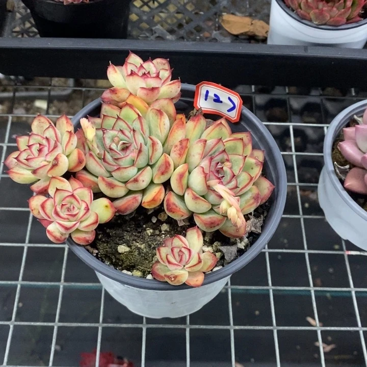 锦**?荷花多肉一物一拍127