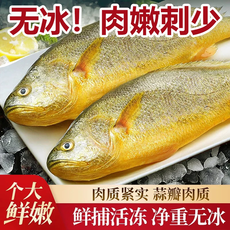 新货大黄鱼新鲜冷冻生鲜水产鲜活冰鲜海鱼黄花鱼黄鱼鲞