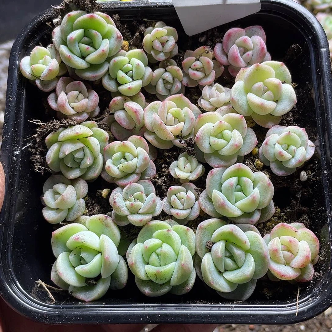 招**喵珍妮混一物一拍337