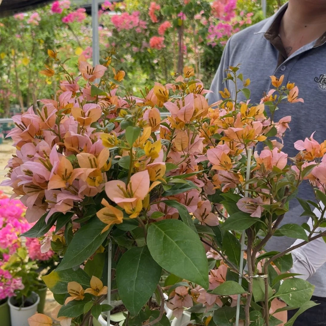 无花朵三角梅金发
