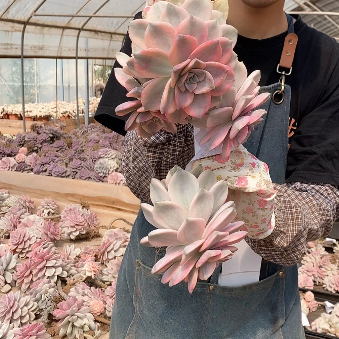 怡****姐多肉植物紫乐景C43