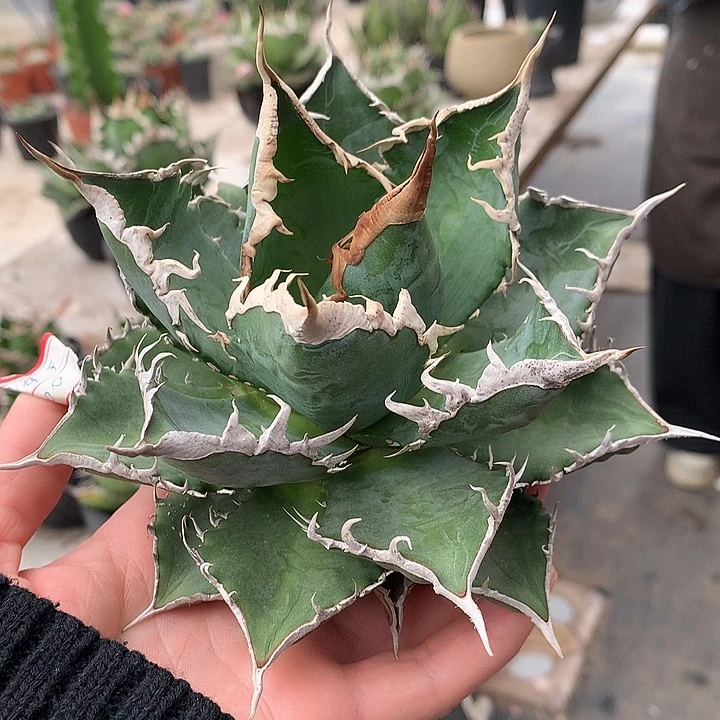 亮**海王66666666666666