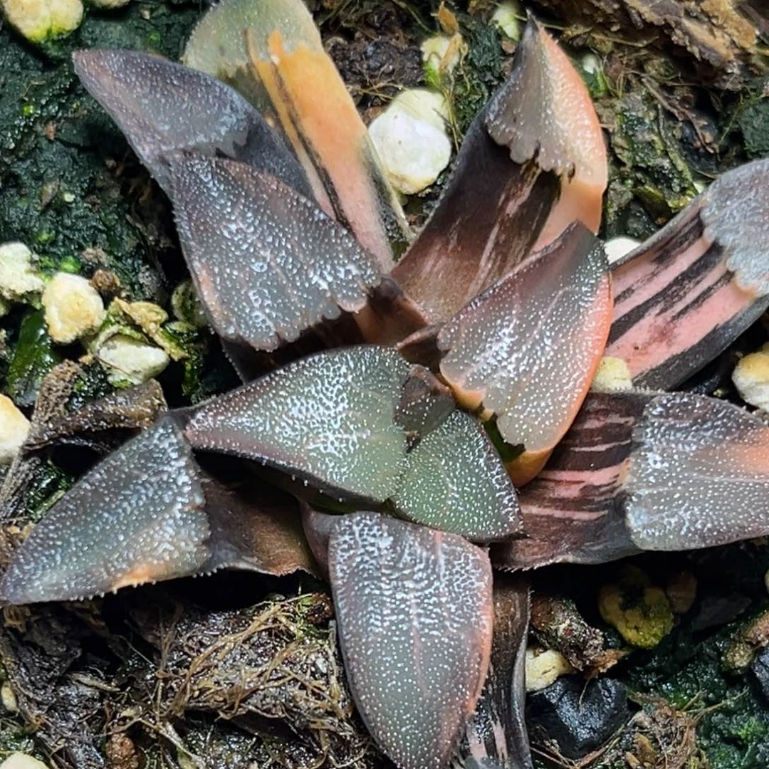 恭喜发财大吉大利0284