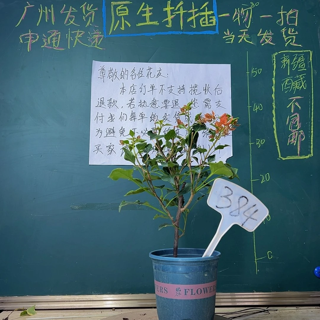 当前无花栽培后可以开花橙美人384