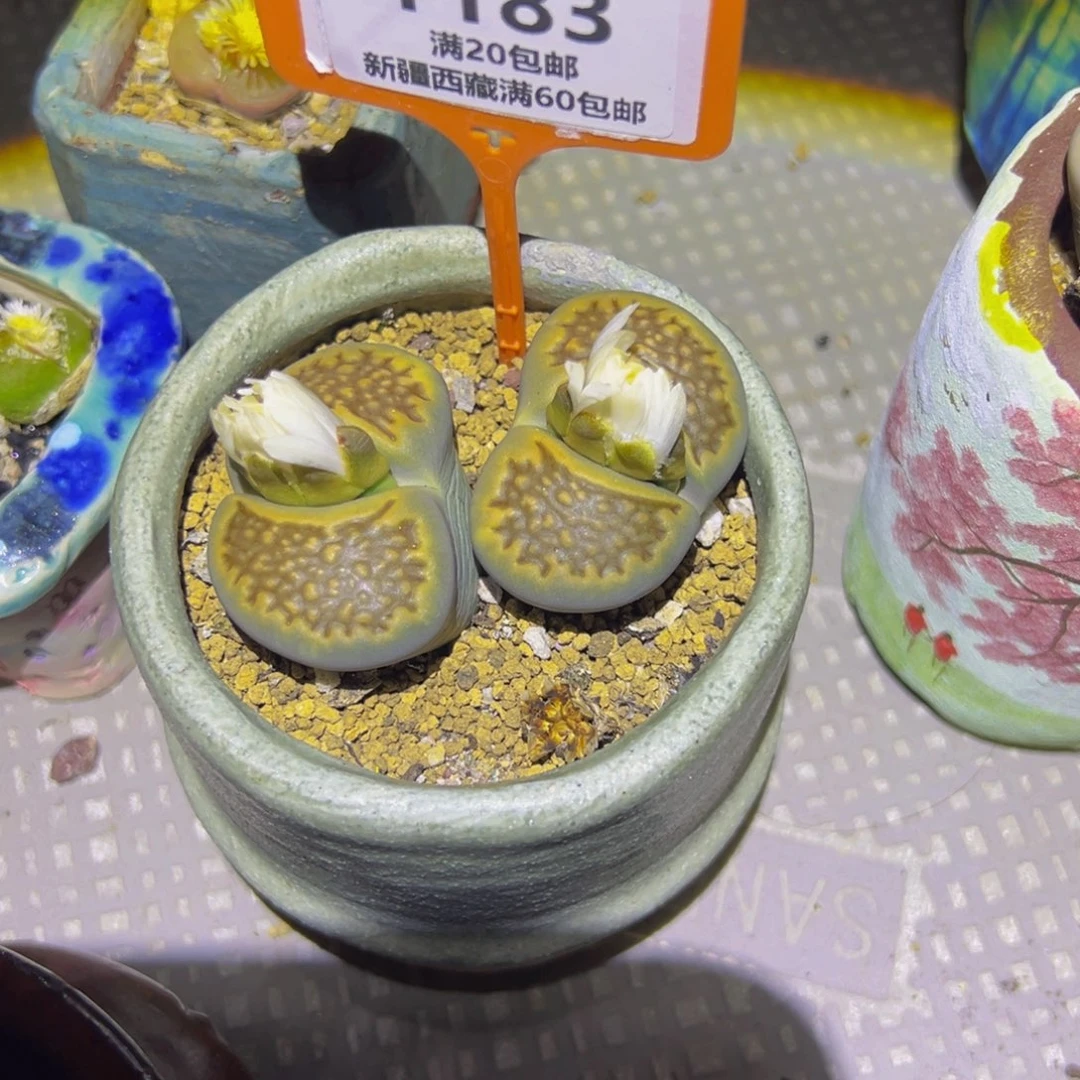 一***你183 一物一拍，默认有伤，介意勿拍，不退不换