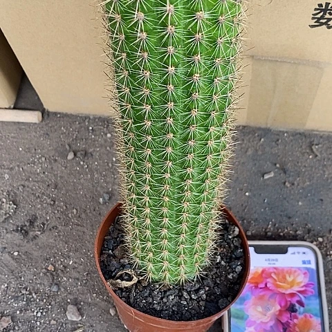 大大时光毛花毛花25778