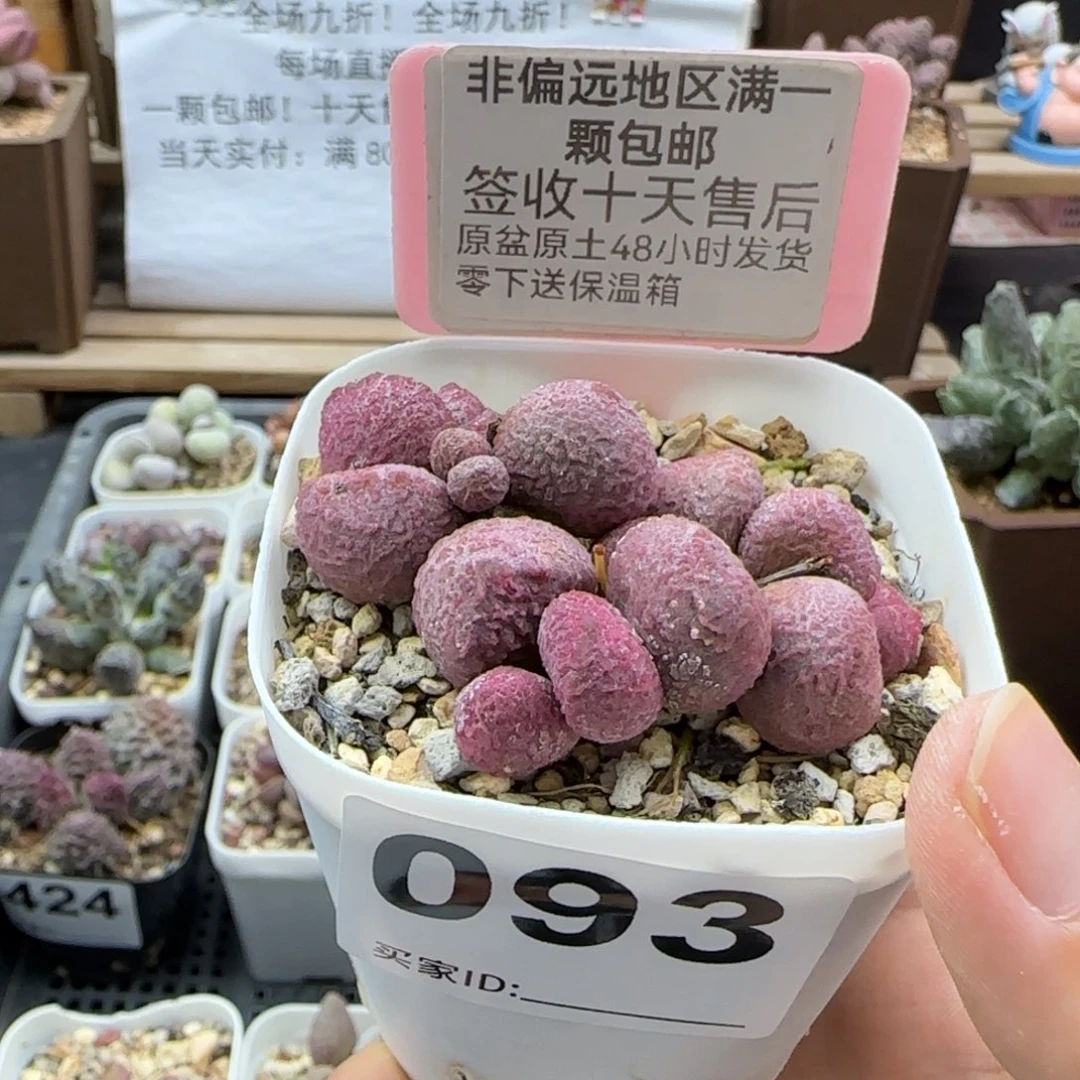 093夏娃多肉植物