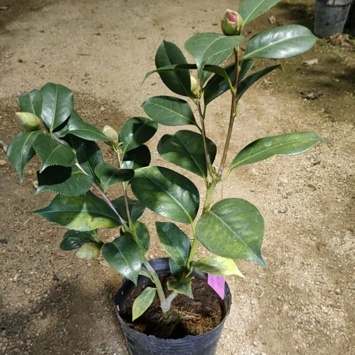 全部花苞斑瑟威力原生苗