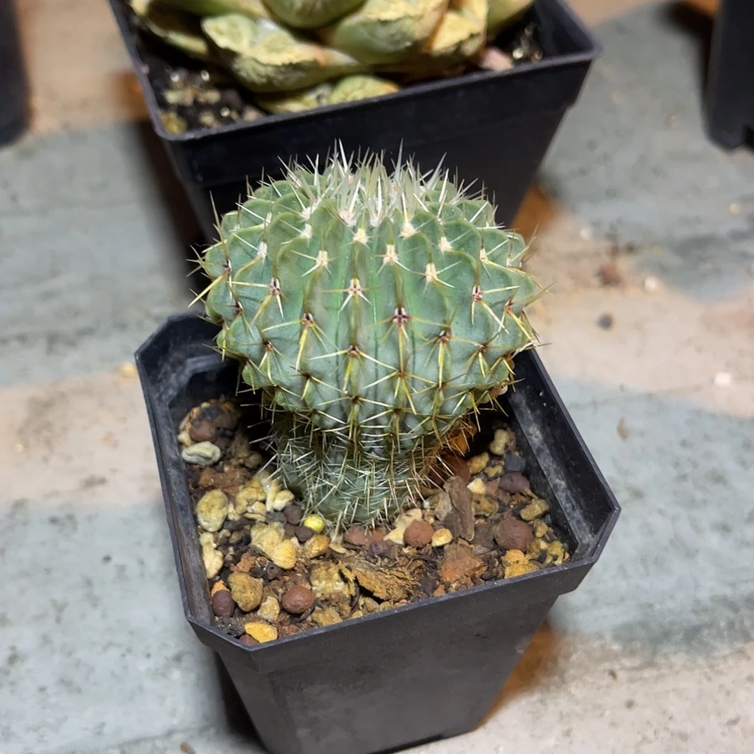 实生白狮子仙人球