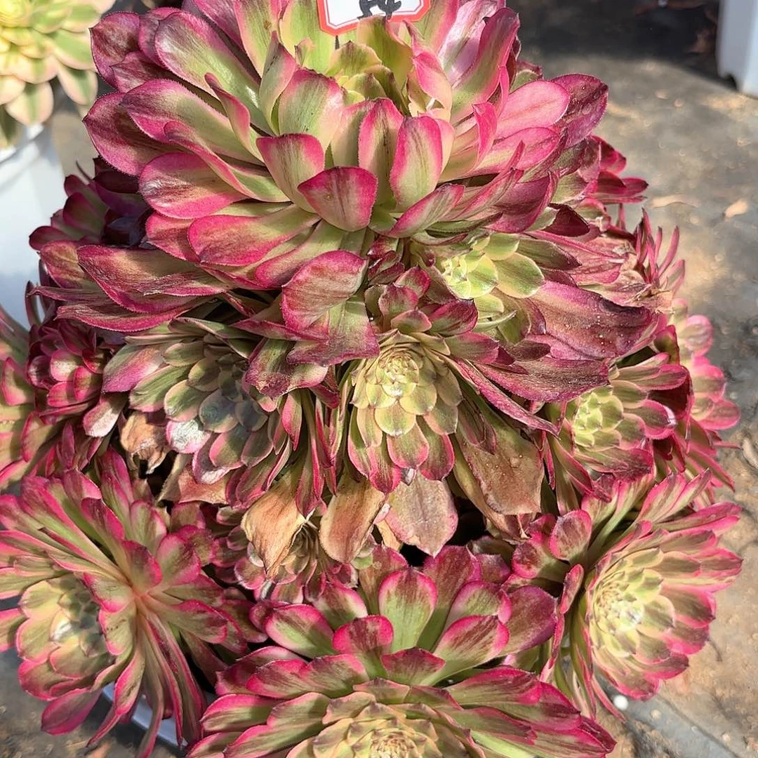54沙皇多肉植物绿植