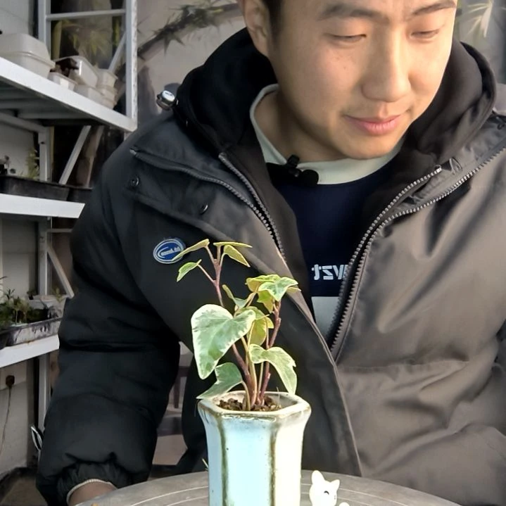 巷*小盆景小植物一物一拍200