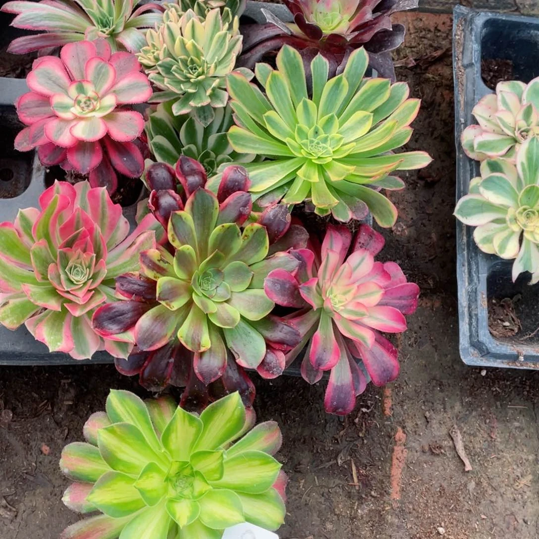 多肉植物组合10颗684