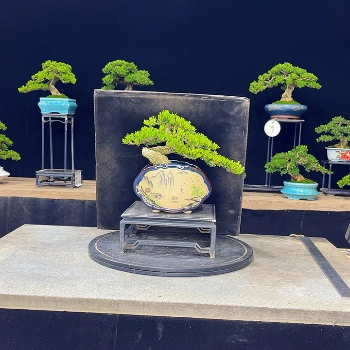 无花朵黄杨盆景四季常绿不落叶