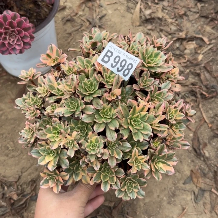 甜茶……多肉植物……