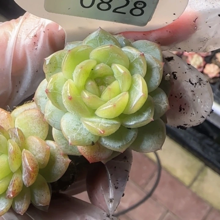 828          甜心14