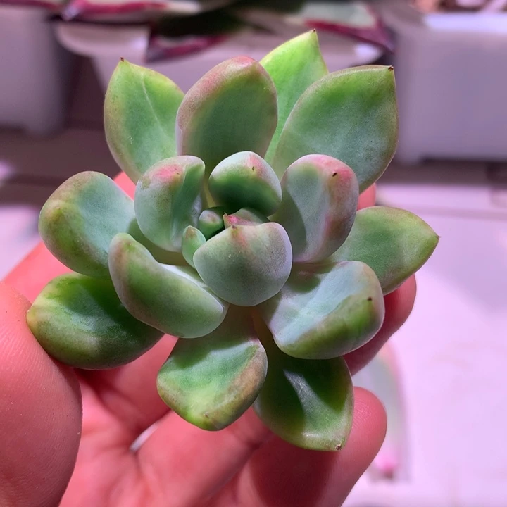 红象牙锦黄拉丝锦