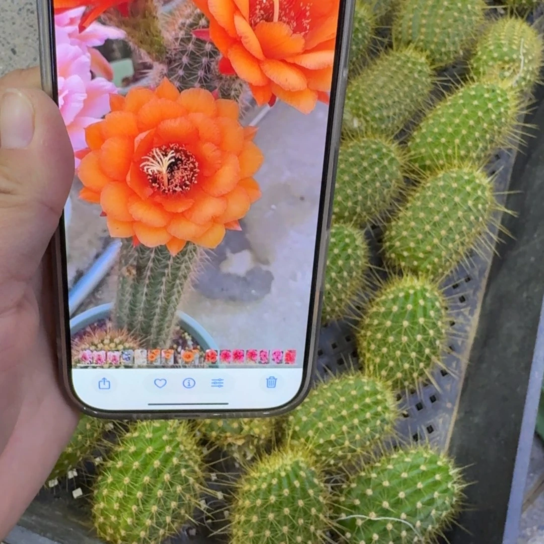 206毛超级橙歪无根侧牙4公分左右，20包邮