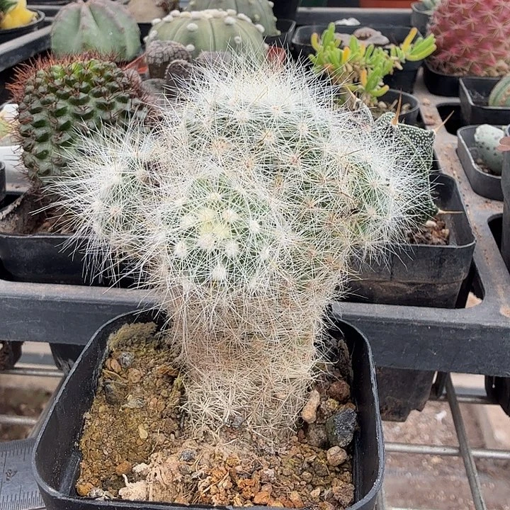 红丽丸群多头5仙人球