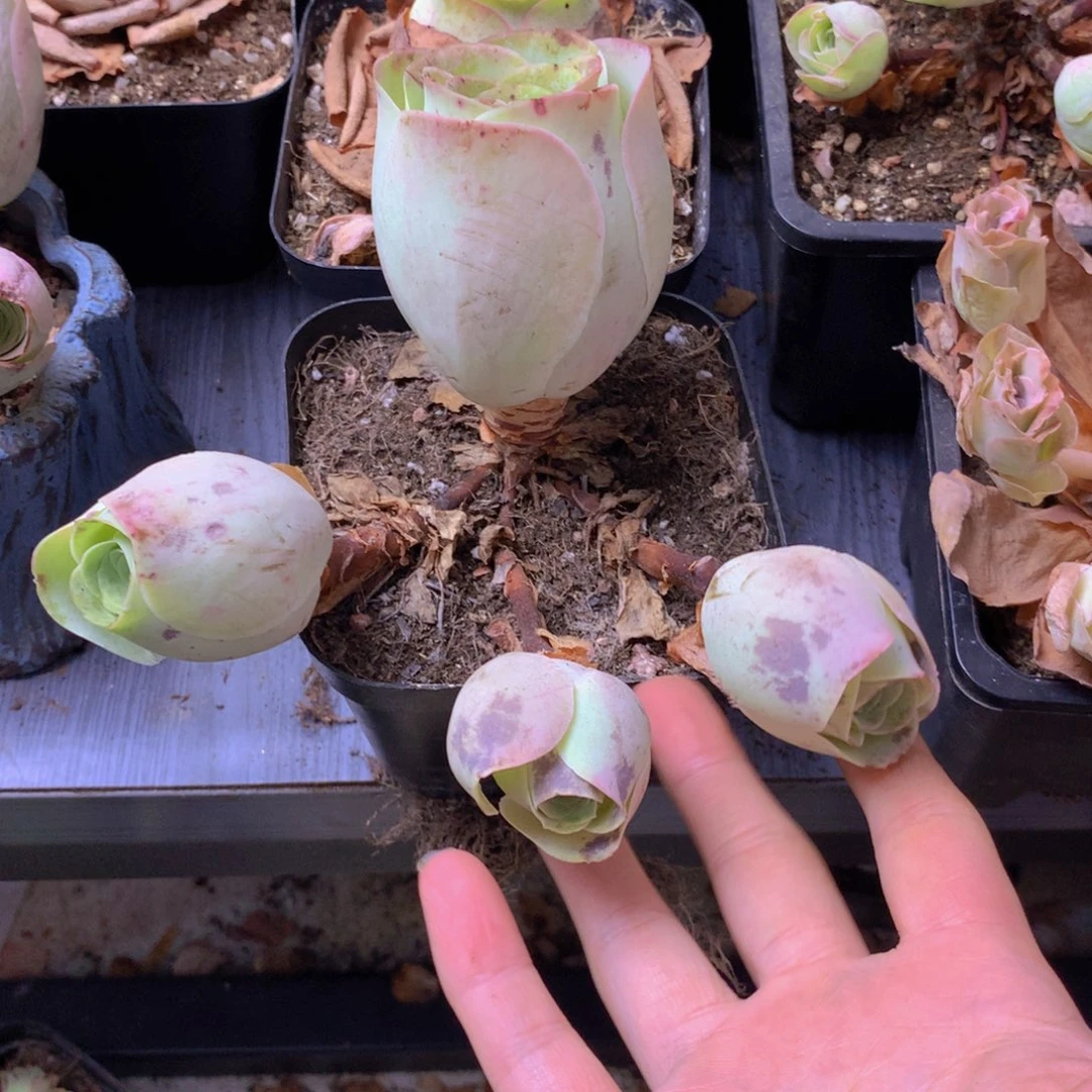 W***】一物一拍星辰福利009