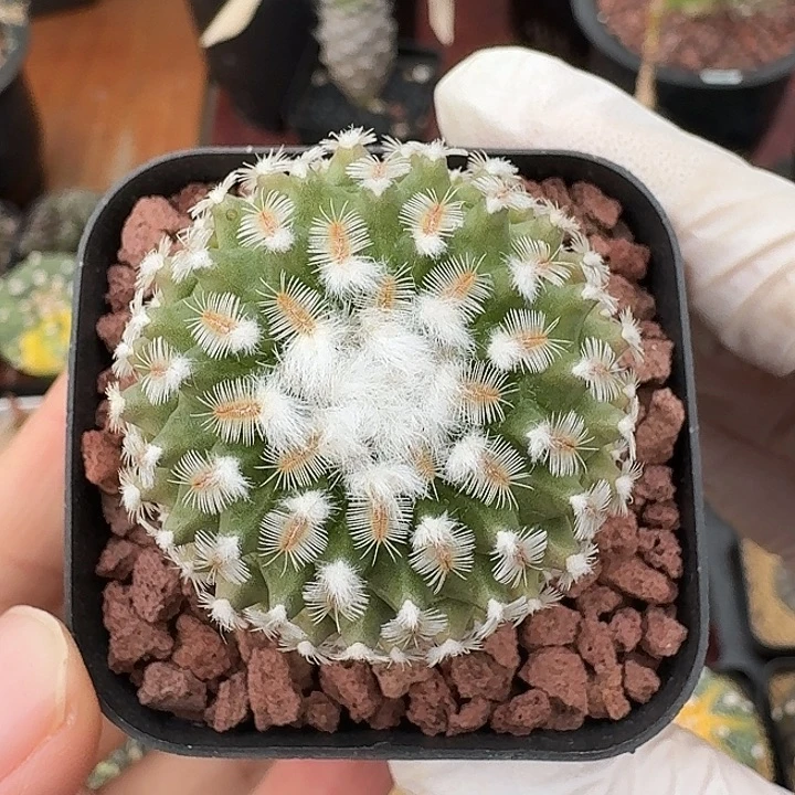 海胆娇丽仙人球42