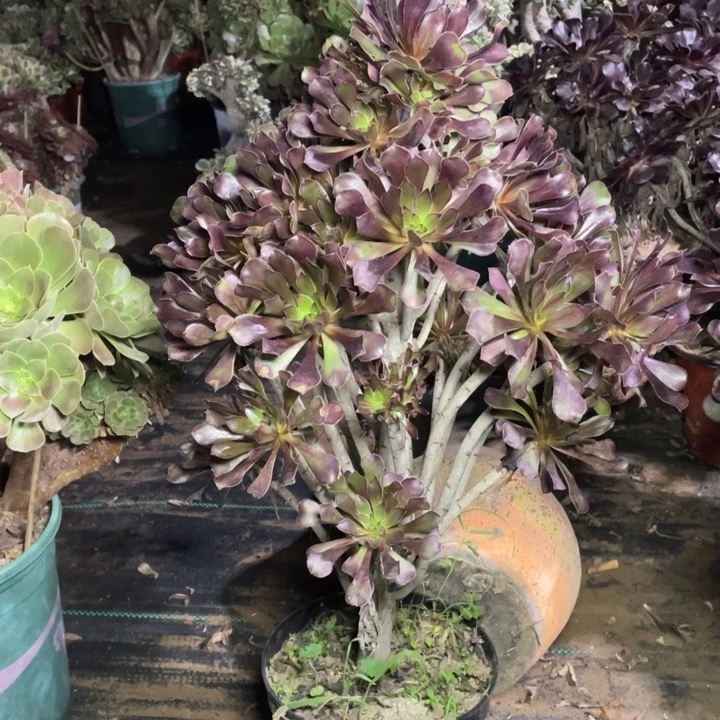 ，83黑法师多肉多肉植物