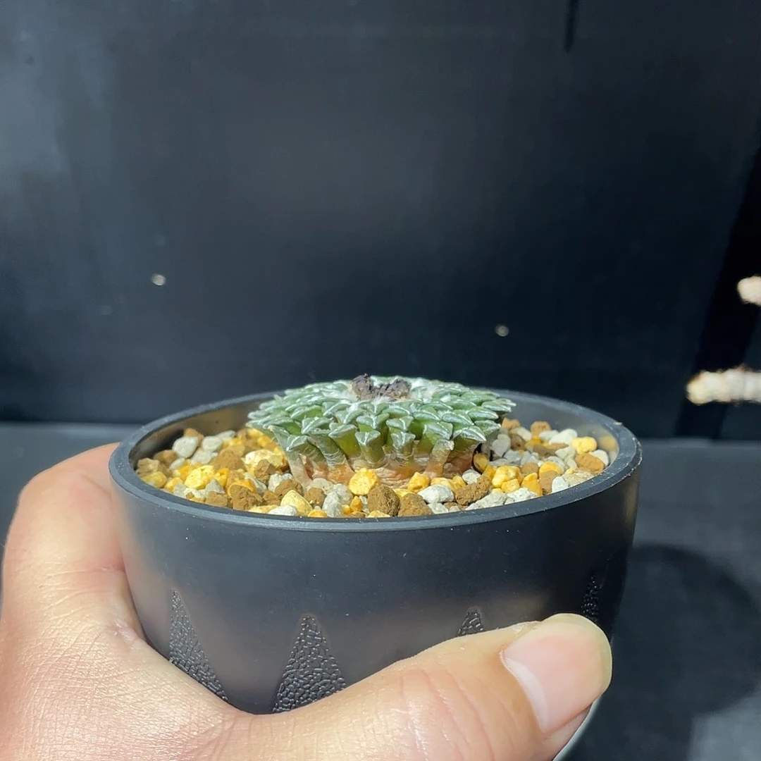 姬牡丹带盆包邮发